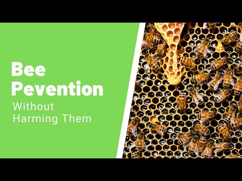 5 Methods that can Help You Remove Honey Bees without Killing Them