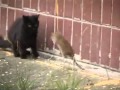 Крыса против стаи котов home-pet.ru.flv 