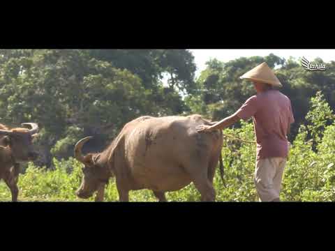 LA HILA BAND - ROMBE RA PAKO FARE (OFFICIAL MUSIC VIDEO)