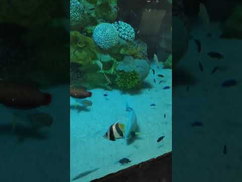 Saiyaara Title Song | Ahaan Panday, Aneet Padda | Tanishk Bagchi, Faheem A, Arslan N | Irshad Kamil