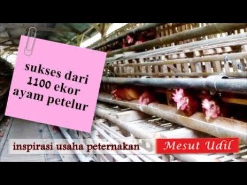 Masalah dengan potensi dalam 40 tahun sebagai alasan untuk membantu Efek pada potensi lirik