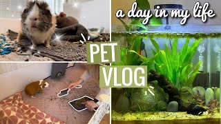 PET VLOG || a day in my life with 8 pets