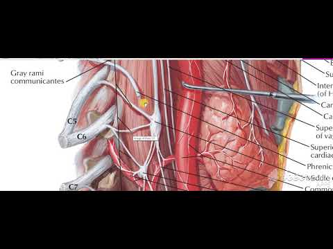 Glossopharyngeal intro 1