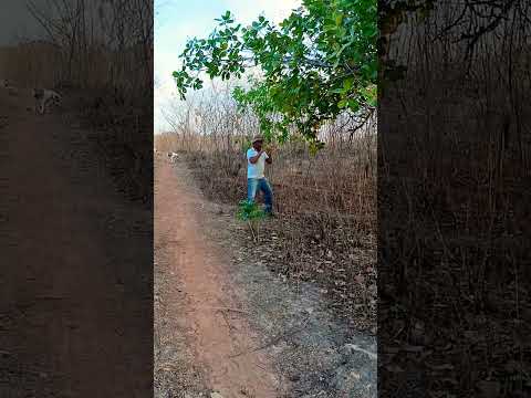 Martinopole Sertão Do Ceará