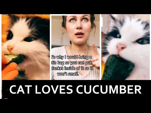 Cat Eating Cucumber