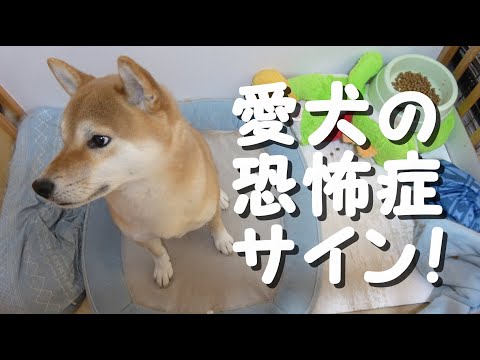 犬の恐怖症の症状