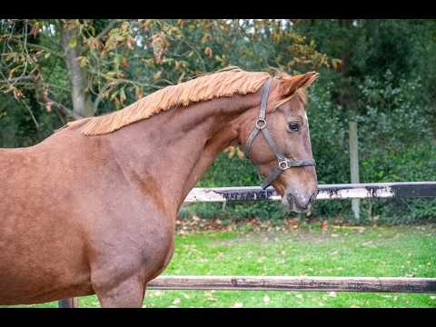 Orina vh Mettenhof ☆☆ (APACHE x FLEMMINGH) - Video 2 video thumbnail