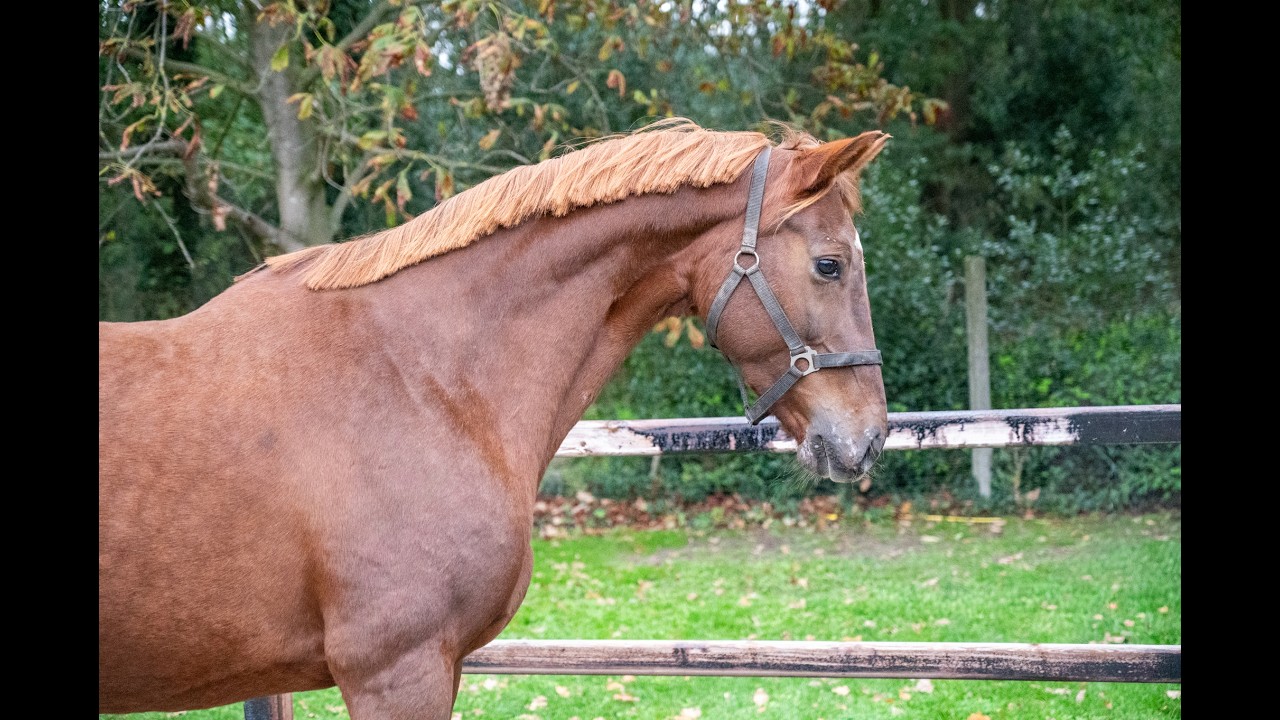 Orina vh Mettenhof ☆☆ (APACHE x FLEMMINGH) video 1