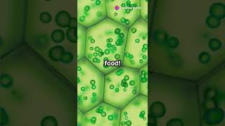 Download lagu Animal vs Plant Cells: Differences & Similarities! #Science #Cells #lifescience #biology mp3