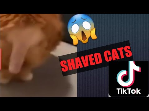 FUNNY SHAVED CATS OF TIKTOK