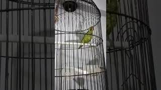 Download lagu Burung Nuri Perkici Besetannya enak buat masteran burung Murai Batu mp3 Download lagu Burung Nuri Perkici Besetannya enak buat masteran burung Murai Batu mp3
