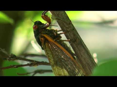 Locust versus cicada