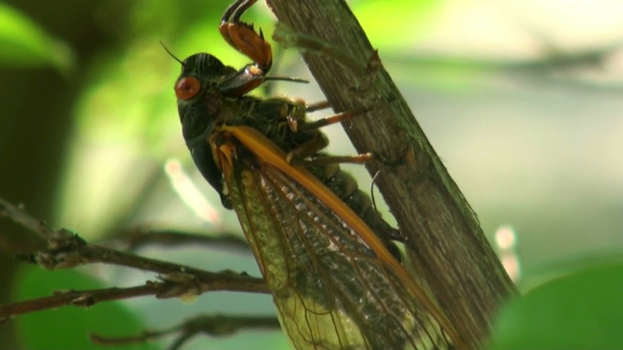 What is the difference between cicadas and locusts? Ask Library