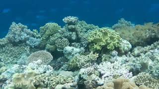 preview picture of video 'Snorkeling - Wakatobi Resort - Tomia Wakatobi Indonesia'