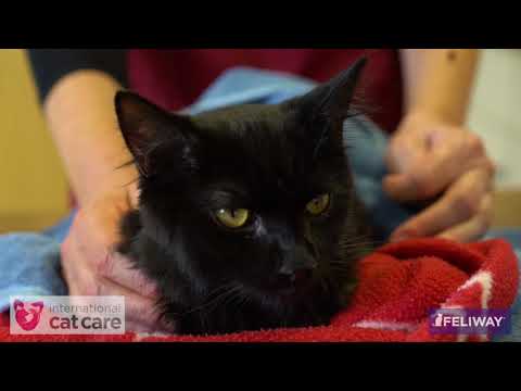 Recognising and responding to signs of a happy cat - YouTube
