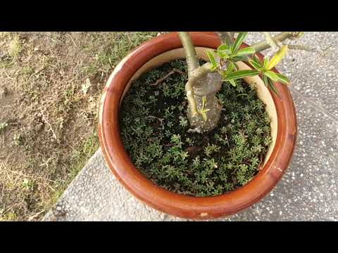 盆栽雜草