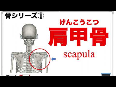 肩甲骨について詳しく解説