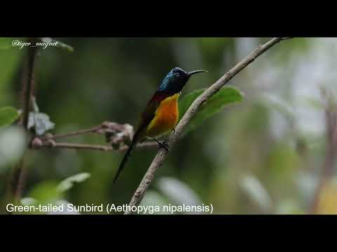 Nektárovka zelenochvostá (Aethopyga nipalensis) — správanie, biotop a hlas
