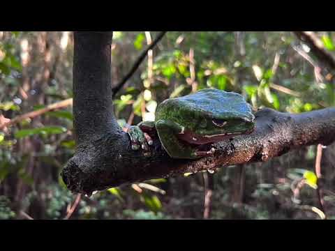 Iquitos   Insectario Macrodonte (Insect Farm)
