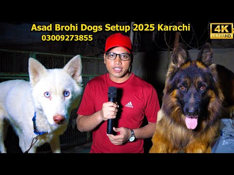 German Shepherd Husky Breeds Pomeranian and Shih Tzu Dogs Breeds at  Asad brohi Dogs Setup Karachi