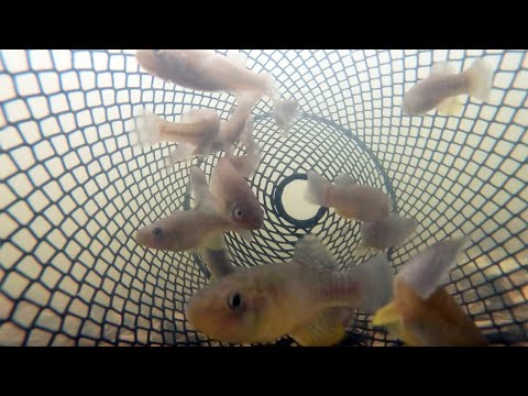 Easy Way To Catch Mud Minnows In A Minnow Trap (Best Spots & Baits)