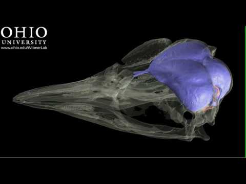 Adelie penguin skull with brain and inner ear