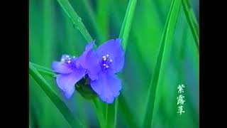 JR東海 そうだ京都へ行こう 詩仙堂