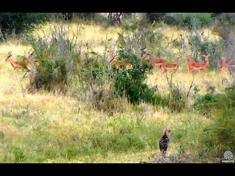 Lone Hyena chases Impala. Africa Animals cam. 29 August 2018