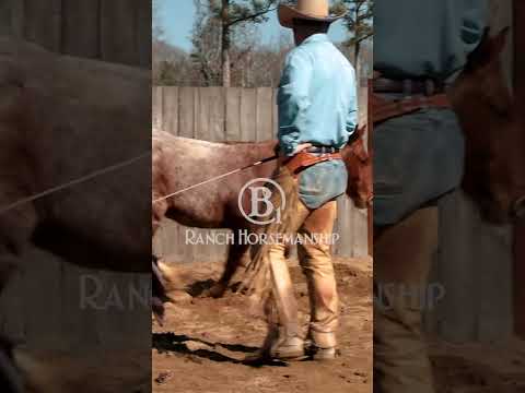 The Code is all about keeping the horse connected with you.  #b1 #beone #es20