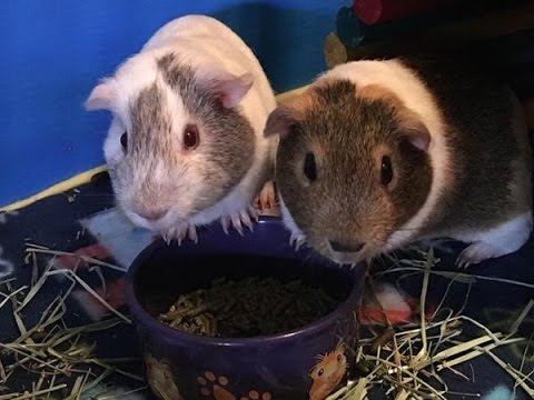 The Snow Plow Show - March 29th, 2017 - End Of Days