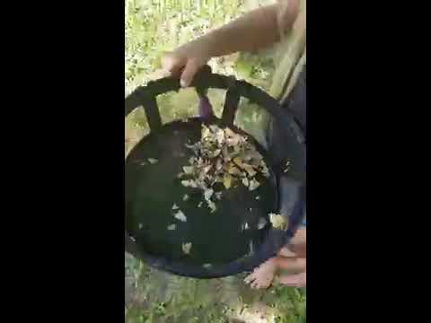 Mosquito Trap DYNA TRAP XL Results Review after 24 hrs - Muskoka Ontario