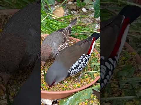 Amadinka diamantová (Stagonopleura guttata) — tokavé správanie samčeka s vejárom trávy v zobáku a nízke bzučiace „raspy