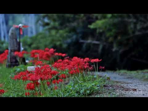 practicing Joe Hisaishi & Ryuichi Sakamoto (11/5/2019)