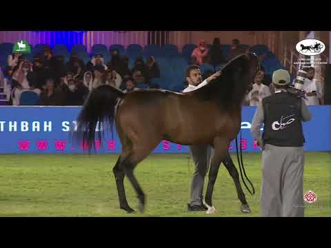 N 266 DASTAN   King Abdulaziz Arabian Horse Center Show 2021   Stallions 4 6 Years Old Class 10B