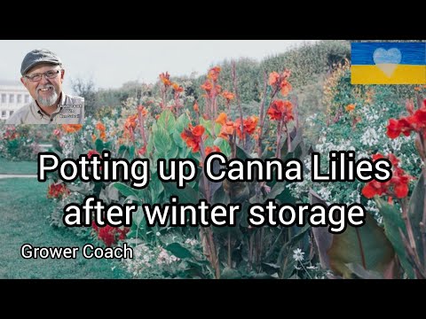 Potting up the Cannas after winter storage Its time!