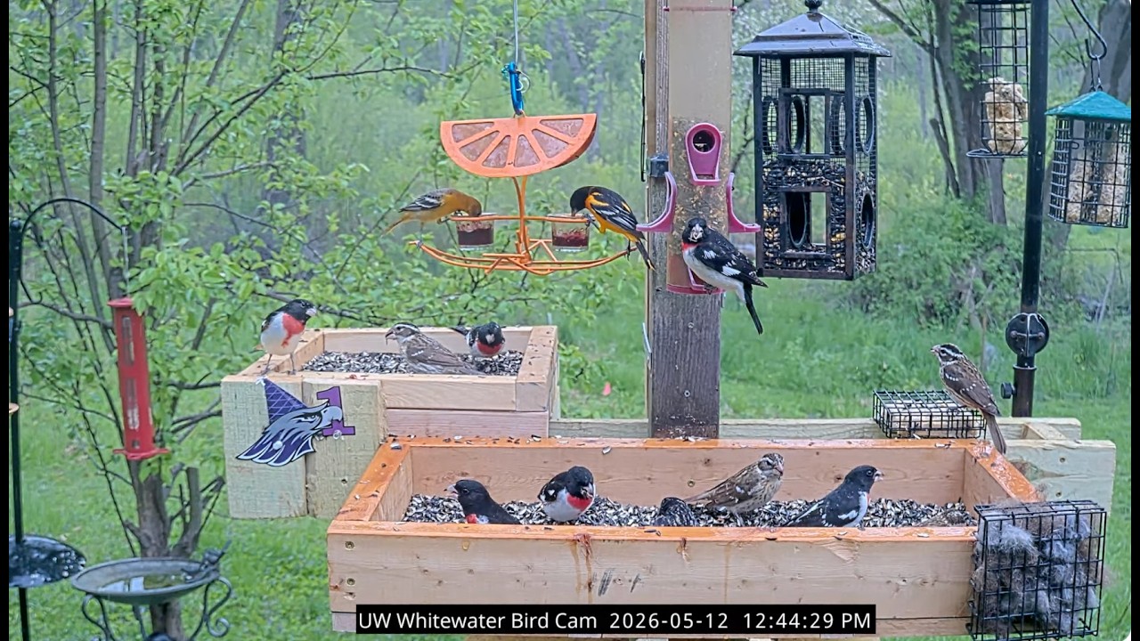 Live webcam view of UW-Whitewater Bird Feeder Cam