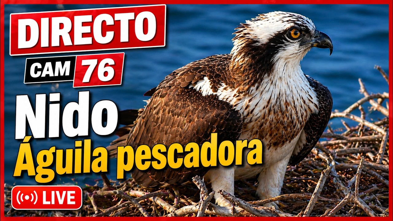 Live webcam view of Osprey Nest Cam at Llevant Peninsula