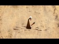 NBC Logo Animation In Traditional 2 D