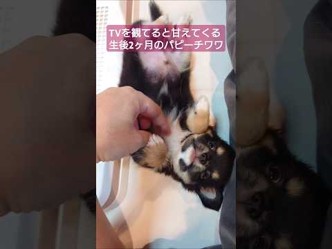 なぜ鶏にタイムを与えると天然の駆虫薬がニンニク注入虫を治療できるのか