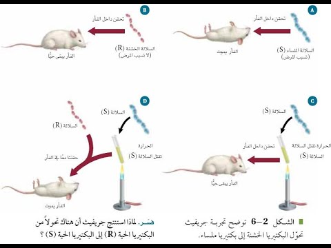 المادة الوراثية DNA -الجزء الأول-بريدج