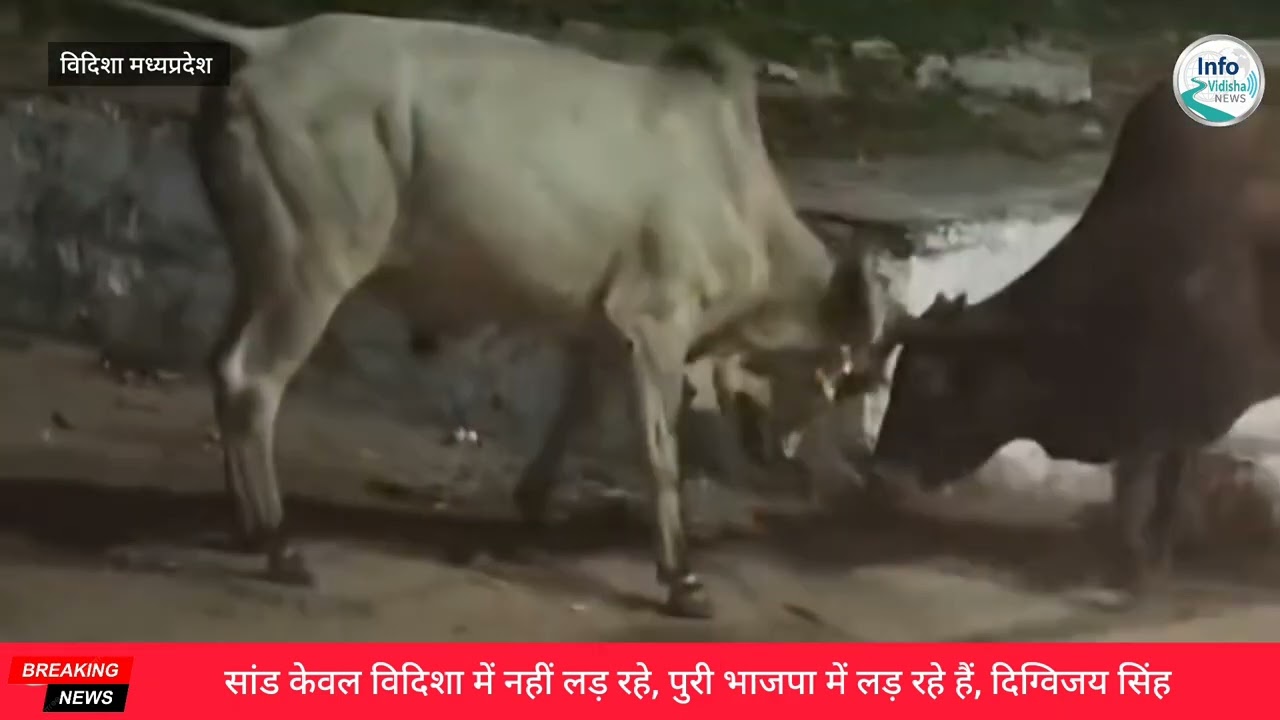 सांडों की लड़ाई केवल विदिशा में ही नहीं पूरी भाजपा में हो रही है -  दिग्विजय सिंह पूर्व मुख्यमंत्री 