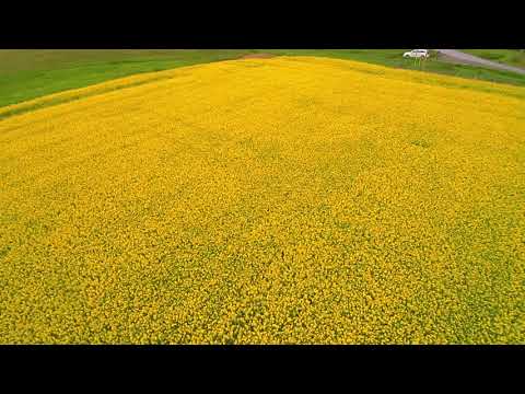 Canola Fields in the Storm