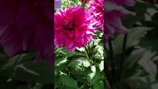 Download lagu DAHLIA FLOWER #shorts mp3
