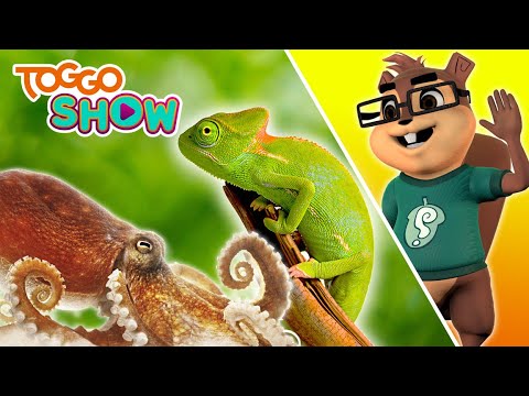 Die BESTEN Tier-Tarnungen | FIPS | TOGGO Show