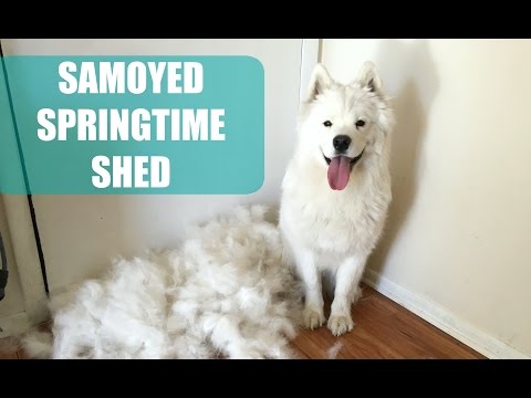 image-What kind of coat does a Samoyed have?
