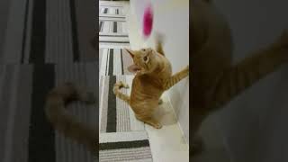 茶トラ子猫、十兵衛くん。猫パンチ
