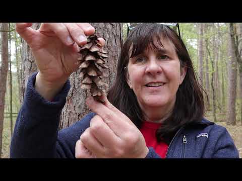 Trailside Treasures 22 - Pine Trees