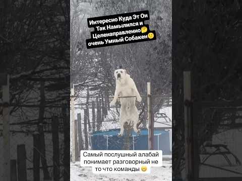 Ор😂 #мем #мемы #собака #юмор #алабай #комедия #прикол #ор #имба #треш #жесть #жиза #смех #тренд #я