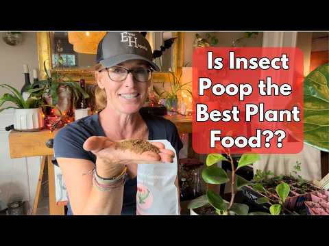 Was ist Insektenkot?