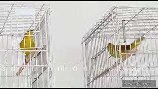 MÁRMORE CMA e TIRO CERTO CMA